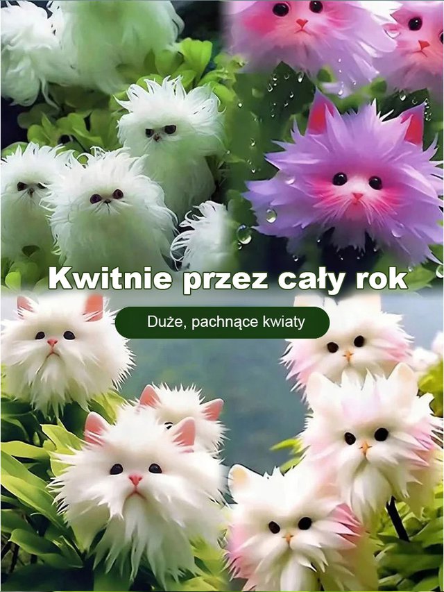 Nasiona orchidee kotego oka