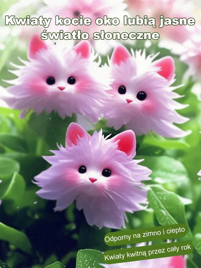 Nasiona orchidee kotego oka