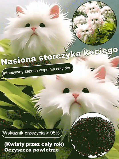 Nasiona orchidee kotego oka